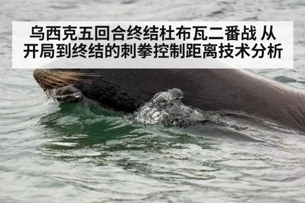 乌西克五回合终结杜布瓦二番战 从开局到终结的刺拳控制距离技术分析